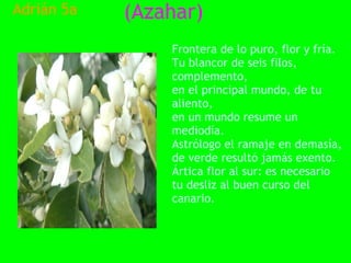 Adrián 5a   (Azahar)
                Frontera de lo puro, flor y fría.
                Tu blancor de seis filos,
                complemento,
                en el principal mundo, de tu
                aliento,
                en un mundo resume un
                mediodía.
                Astrólogo el ramaje en demasía,
                de verde resultó jamás exento.
                Ártica flor al sur: es necesario
                tu desliz al buen curso del
                canario.
 