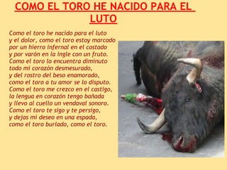COMO EL TORO HE NACIDO PARA EL
              LUTO
Como el toro he nacido para el luto
y el dolor, como el toro estoy marcado
por un hierro infernal en el costado
y por varón en la ingle con un fruto.
Como el toro lo encuentra diminuto
todo mi corazón desmesurado,
y del rostro del beso enamorado,
como el toro a tu amor se lo disputo.
Como el toro me crezco en el castigo,
la lengua en corazón tengo bañada
y llevo al cuello un vendaval sonoro.
Como el toro te sigo y te persigo,
y dejas mi deseo en una espada,
como el toro burlado, como el toro.
 