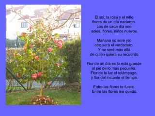 El sol, la rosa y el niño
flores de un día nacieron.
Los de cada día son
soles, flores, niños nuevos.
Mañana no seré yo:
otro será el verdadero.
Y no seré más allá
de quien quiera su recuerdo.
Flor de un día es lo más grande
al pie de lo más pequeño.
Flor de la luz el relámpago,
y flor del instante el tiempo.
Entre las flores te fuiste.
Entre las flores me quedo.
 