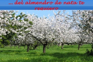 ... del almendro de nata te
         requiero
 
