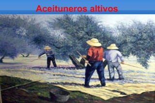 Aceituneros altivos
 