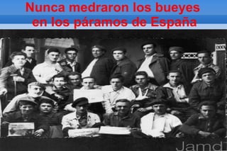 Nunca medraron los bueyes
 en los páramos de España
 