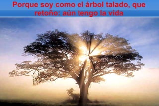 Porque soy como el árbol talado, que
     retoño: aún tengo la vida
  file:///E:/MIGUEL%20HERNANDEZ/MIGUEL%20HERNANDEZ/libertad2.jpg
 