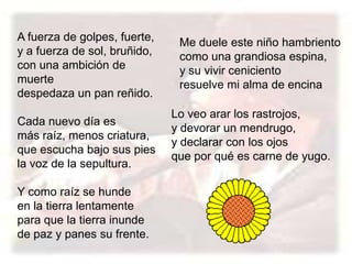 A fuerza de golpes, fuerte, y a fuerza de sol, bruñido, con una ambición de muerte despedaza un pan reñido. Cada nuevo día es más raíz, menos criatura, que escucha bajo sus pies la voz de la sepultura. Y como raíz se hunde en la tierra lentamente para que la tierra inunde de paz y panes su frente. . Me duele este niño hambriento como una grandiosa espina, y su vivir ceniciento resuelve mi alma de encinaLo veo arar los rastrojos, y devorar un mendrugo, y declarar con los ojos que por qué es carne de yugo.