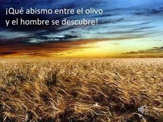 ¡Qué abismo entre el olivo  y el hombre se descubre!  