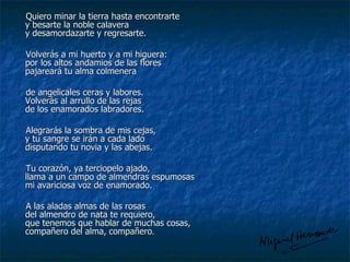 Quiero minar la tierra hasta encontrarte  y besarte la noble calavera  y desamordazarte y regresarte. Volverás a mi huerto y a mi higuera:  por los altos andamios de las flores  pajareará tu alma colmenera de angelicales ceras y labores.  Volverás al arrullo de las rejas  de los enamorados labradores. Alegrarás la sombra de mis cejas,  y tu sangre se irán a cada lado  disputando tu novia y las abejas. Tu corazón, ya terciopelo ajado,  llama a un campo de almendras espumosas  mi avariciosa voz de enamorado. A las aladas almas de las rosas  del almendro de nata te requiero,  que tenemos que hablar de muchas cosas,  compañero del alma, compañero . 