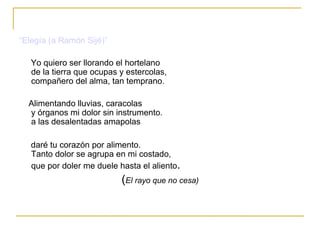 “Elegía (a Ramón  Sijé )” Yo quiero ser llorando el hortelano  de la tierra que ocupas y estercolas,  compañero del alma, tan temprano.  Alimentando lluvias, caracolas  y órganos mi dolor sin instrumento.  a las desalentadas amapolas  daré tu corazón por alimento.  Tanto dolor se agrupa en mi costado,  que por doler me duele hasta el aliento . ( El rayo que no cesa) 