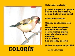 Colorado, colorín,
¡ Cómo alegras mi jardín
sin un ave melodiosa,
ni una hoja ni una rosa!
Colorado colorín,
Canta, encántame sin
fin
Bate, bate magistral
la bolita de cristal
o el levísimo clarín
que, sin duda en el
estuche
de tu buche
has metido, colorín
¡Cómo alegras mi jardín!
COLORÍN MIGUEL HERNÁNDEZ
 