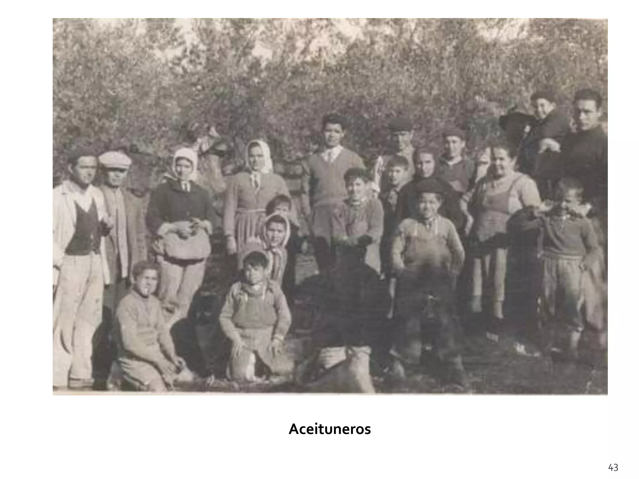 Aceituneros

              43
 