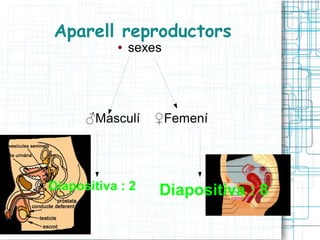 Aparell reproductors
●

sexes

♂Masculí

Diapositiva : 2

♀Femení

Diapositiva : 8

 