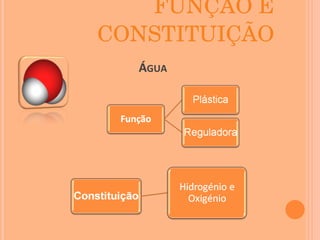 FUNÇÃO E CONSTITUIÇÃO Á GUA 