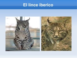 El lince iberico
 