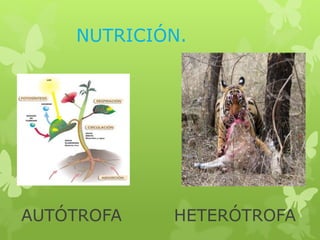 NUTRICIÓN. 
AUTÓTROFA HETERÓTROFA 
 