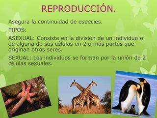 REPRODUCCIÓN. 
Asegura la continuidad de especies. 
TIPOS: 
ASEXUAL: Consiste en la división de un individuo o 
de alguna de sus células en 2 o más partes que 
originan otros seres. 
SEXUAL: Los individuos se forman por la unión de 2 
células sexuales. 
 