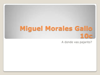 Miguel Morales Gallo
                10c
           A donde vas pajarito?
 
