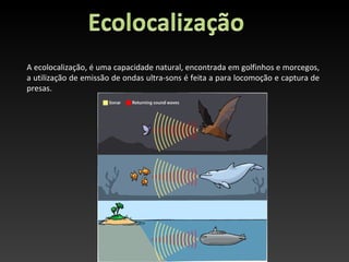 A ecolocalização, é uma capacidade natural, encontrada em golfinhos e morcegos,
a utilização de emissão de ondas ultra-sons é feita a para locomoção e captura de
presas.
 