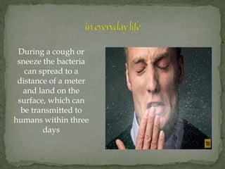 During a cough or
sneeze the bacteria
can spread to a
distance of a meter
and land on the
surface, which can
be transmitte...