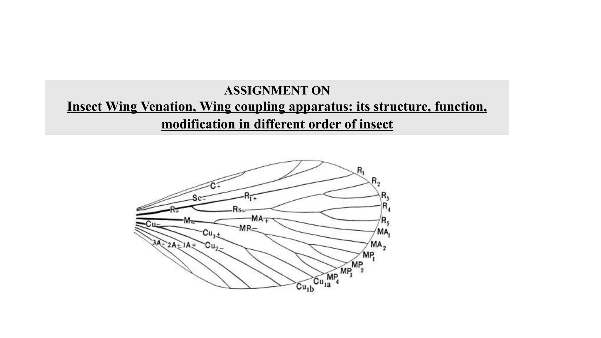 Insect Wing Venation, Wing coupling apparatus its structure, function, modification in