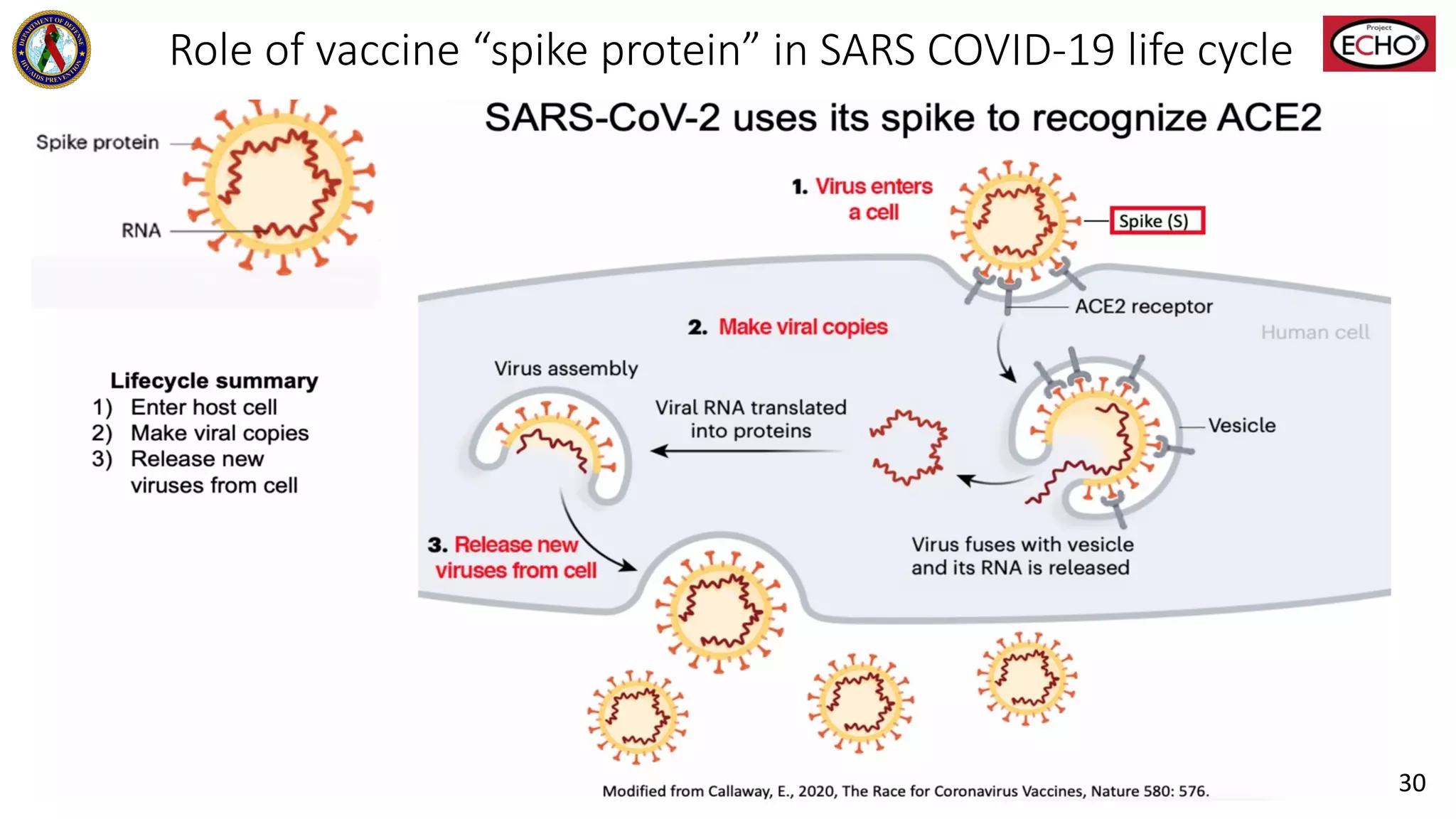 Role of vaccine “spike protein” in SARS COVID-19 life cycle
30
 