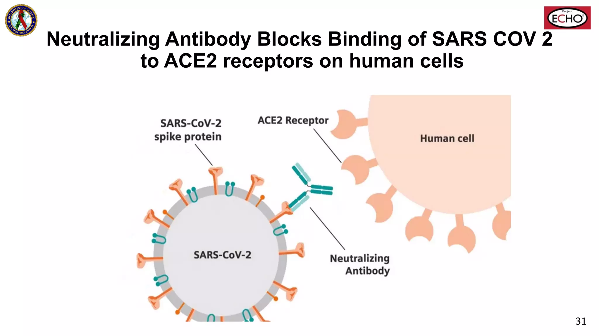 Neutralizing Antibody Blocks Binding of SARS COV 2
to ACE2 receptors on human cells
31
 
