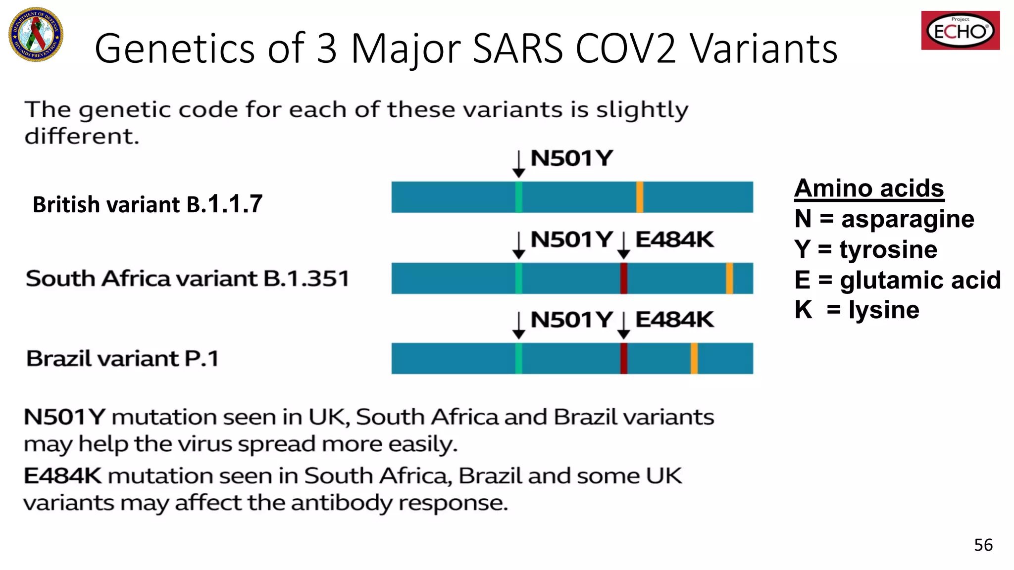 Genetics of 3 Major SARS COV2 Variants
British variant B.1.1.7
Amino acids
N = asparagine
Y = tyrosine
E = glutamic acid
K = lysine
56
 