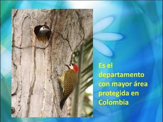 Es el departamento con mayor área protegida en  Colombia