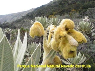 Parque Nacional Natural Nevado del Huila