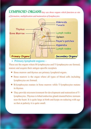 LYMPHOID ORGANSthey are those organs which function as site
of formation, multiplication and maturation of lymphocytes.
 Primary lymphoid organs: -
These are the organs where B-lymphocytes and T-lymphocytes are formed,
mature and acquire their antigen specific receptors
 Bone marrow and thymus are primary lymphoid organs.
 Bone marrow is the organ where all types of blood cells including
lymphocytes are formed.
 B-lymphocytes mature in bone marrow while T-lymphocytes mature
in thymus.
 They provide microenvironment for development and maturation of T-
lymphocytes. Thymus is lobed endocrine gland situated below sternum
near the heart. It is quite large at birth and keeps on reducing with age
so that at puberty it is quite small.
 