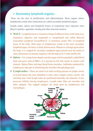  Secondary lymphoid organs: -
These are the sites of proliferation and differentiation. These organs where
lymphocytes reside after maturation are called secondary lymphoid organs.
Lymph nodes, spleen and lymphoid tissues of respiratory tract, digestive tract
(Peyer’s patches, appendix, tonsils) and other mucosal surfaces.
 MALT: - Lymphoid tissue is located in lining of different tracts of the body (e.g.
respiratory, digestive and urogenital) is uncapsulated and called Mucosal
Associated Lymphoid Tissue(MALT). it constitutes nearly 50% of lymphoid
tissue of the body. Both types of lymphocytes reside in the same secondary
lymphoidorgan, of course, in fairly distinctareas. Whenever aforeign agententers
the body, it is trapped by secondary lymphoid organ present near the portal of
entry and mounts an immune response with the help of its T-cells and B-cells.
 Spleen: - It is a large bean-shaped vascular organ which is popularly called blood
bank and grave yard of RBCs. It is present on left side nearly in contact with
stomach. Spleen filters and traps blood borne microbes. Antibodies produced by
lymphocytes take part in eliminating the microbes through phagocytes.
 Lymph nodes: -These are small oval solid swellings present on lymph vessels
at several places but more abundant in neck, chest, armpits, groins, tonsils, sub
maxillary area. Each lymph nodes are partitioned internally into channels. It also
possesses follicles having lymphocytes. Lymph nodes filter out microbes and
other antigens. The trapped antigens are acted upon by lymphocytes and
macrophages.
 
