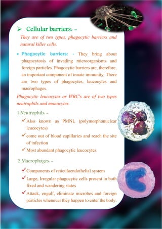  Cellular barriers: -
They are of two types, phagocytic barriers and
natural killer cells.
 Phagocytic barriers: - They bring about
phagocytosis of invading microorganisms and
foreign particles. Phagocytic barriers are, therefore,
an important component of innate immunity. There
are two types of phagocytes, leucocytes and
macrophages.
Phagocytic leucocytes or WBC's are of two types
neutrophils and monocytes.
1.Neutrophils: -
Also known as PMNL (polymorphonuclear
leucocytes)
come out of blood capillaries and reach the site
of infection
Most abundant phagocytic leucocytes.
2.Macrophages: -
Components of reticuloendothelial system
Large, Irregular phagocytic cells present in both
fixed and wandering states
Attack, engulf, eliminate microbes and foreign
particles whenevertheyhappen toenterthe body.
 
