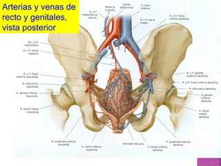 Anatomía aparato genital femenino, para alumn@s