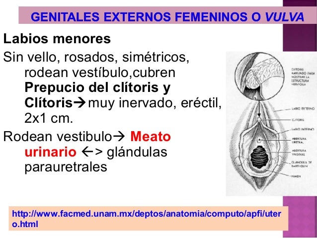 Anatomía aparato genital femenino, para alumn@s