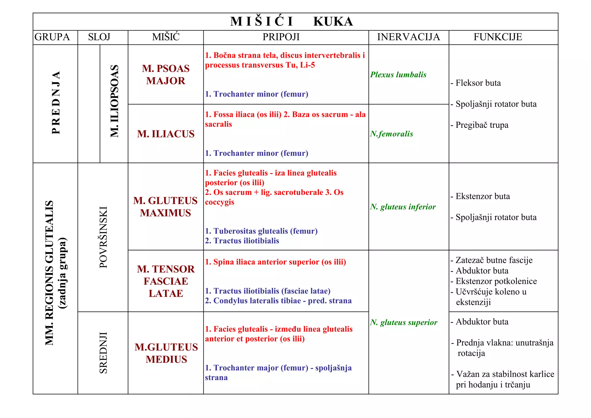 Mišici kuka i noge tabele (5) | PDF