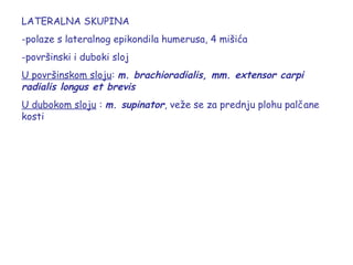 LATERALNA SKUPINA
-polaze s lateralnog epikondila humerusa, 4 mišića
-površinski i duboki sloj
U površinskom sloju: m. brachioradialis, mm. extensor carpi
radialis longus et brevis
U dubokom sloju : m. supinator, veže se za prednju plohu palčane
kosti
 