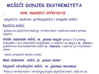 MIŠIĆI DONJEG EKSTREMITETA
, mm. membri inferioris
-zdjelični, bedreni, potkoljenični i stopalni mišići
Karlični mišići
-polaze sa zdjeličnih kostiju i križne kosti i pokreću bedro prema
zdjelici
Veliki slabinski mišić, m. psoas major polazi s 12 prsnog
kralješka i svih slabinskih kralježaka i u zdjelici se spaja s m. iliacus u
jedinstveni bočnoslabinski mišić m. iliopsoas, i veže se za trochanter
minor
- glavni pregibač bedra u kuku
Mali slabinski mišić, m. psoas minor
Najveći stražnjični mišić, m. gluteus maximus
-Polazi s križne kosti i stražnjeg dijela zdjelične kosti, veže se za
 