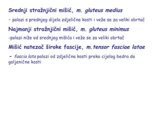 Srednji stražnjični mišić, m. gluteus medius
- polazi s prednjeg dijela zdjelične kosti i veže se za veliki obrtač
Najmanji stražnjični mišić, m. gluteus minimus
-polazi niže od srednjeg mišića i veže se za veliki obrtač
Mišić natezač široke fascije, m.tensor fasciae latae
- fascia lata polazi od zdjelične kosti preko cijelog bedra do
goljenične kosti
 