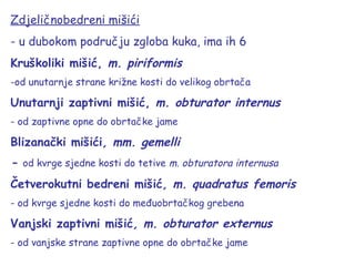 Zdjeličnobedreni mišići
- u dubokom području zgloba kuka, ima ih 6
Kruškoliki mišić, m. piriformis
-od unutarnje strane križne kosti do velikog obrtača
Unutarnji zaptivni mišić, m. obturator internus
- od zaptivne opne do obrtačke jame
Blizanački mišići, mm. gemelli
- od kvrge sjedne kosti do tetive m. obturatora internusa
Četverokutni bedreni mišić, m. quadratus femoris
- od kvrge sjedne kosti do međuobrtačkog grebena
Vanjski zaptivni mišić, m. obturator externus
- od vanjske strane zaptivne opne do obrtačke jame
 