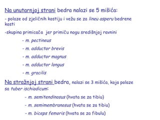 Na unutarnjoj strani bedra nalazi se 5 mišića:
- polaze od zjeličnih kostiju i vežu se za lineu asperu bedrene
kosti
-skupina primicača jer primiču nogu središnjoj ravnini
- m. pectineus
- m. adductor brevis
- m. adductor magnus
- m. adductor longus
- m. gracilis
Na stražnjoj strani bedra, nalazi se 3 mišića, koja polaze
sa tuber ischiadicum:
- m. semitendinosus (hvata se za tibiu)
- m. semimembranosus (hvata se za tibiu)
- m. biceps femoris (hvata se za fibulu)
 
