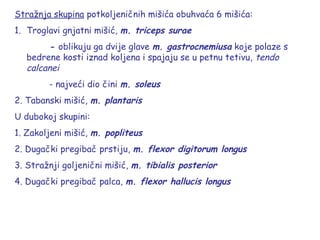 Stražnja skupina potkoljeničnih mišića obuhvaća 6 mišića:
1. Troglavi gnjatni mišić, m. triceps surae
- oblikuju ga dvije glave m. gastrocnemiusa koje polaze s
bedrene kosti iznad koljena i spajaju se u petnu tetivu, tendo
calcanei
- najveći dio čini m. soleus
2. Tabanski mišić, m. plantaris
U dubokoj skupini:
1. Zakoljeni mišić, m. popliteus
2. Dugački pregibač prstiju, m. flexor digitorum longus
3. Stražnji goljenični mišić, m. tibialis posterior
4. Dugački pregibač palca, m. flexor hallucis longus
 