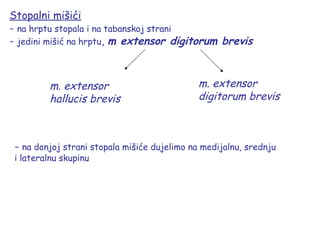 Stopalni mišići
- na hrptu stopala i na tabanskoj strani
- jedini mišić na hrptu, m extensor digitorum brevis
m. extensor
hallucis brevis
m. extensor
digitorum brevis
- na donjoj strani stopala mišiće dujelimo na medijalnu, srednju
i lateralnu skupinu
 