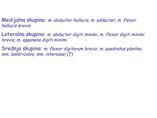 Medijalna skupina: m. abductor hallucis, m. adductor, m. flexor
hallucis brevis
Lateralna skupina: m. abductor digiti minimi, m. flexor digiti minimi
brevis, m. opponens digiti minimi
Srednja skupina: m. flexor digitorum brevis, m. quadratus plantae,
mm. lumbricales, mm. interossei (7)
 