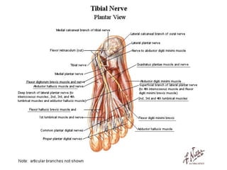 Mišići ruke i noge
