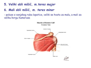 5. Veliki obli mišić, m.teres major
6. Mali obli mišić, m. teres minor
- polaze s vanjskog ruba lopatice, veliki se hvata za malu, a mali za
veliku kvrgu humerusa
 