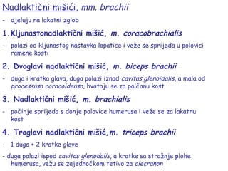 Nadlaktični mišići, mm. brachii
- djeluju na lakatni zglob
1.Kljunastonadlaktični mišić, m. coracobrachialis
- polazi od kljunastog nastavka lopatice i veže se sprijeda u polovici
ramene kosti
2. Dvoglavi nadlaktični mišić, m. biceps brachii
- duga i kratka glava, duga polazi iznad cavitas glenoidalis, a mala od
processusa coracoideusa, hvataju se za palčanu kost
3. Nadlaktični mišić, m. brachialis
- počinje sprijeda s donje polovice humerusa i veže se za lakatnu
kost
4. Troglavi nadlaktični mišić,m. triceps brachii
- 1 duga + 2 kratke glave
- duga polazi ispod cavitas glenodalis, a kratke sa stražnje plohe
humerusa, vežu se zajednočkom tetivo za olecranon
 