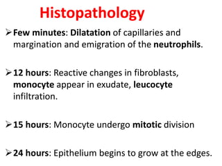 Histopathology
Few minutes: Dilatation of capillaries and
margination and emigration of the neutrophils.
12 hours: Reactive changes in fibroblasts,
monocyte appear in exudate, leucocyte
infiltration.
15 hours: Monocyte undergo mitotic division
24 hours: Epithelium begins to grow at the edges.
 