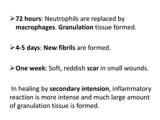 72 hours: Neutrophils are replaced by
macrophages. Granulation tissue formed.
4-5 days: New fibrils are formed.
One week: Soft, reddish scar in small wounds.
In healing by secondary intension, inflammatory
reaction is more intense and much large amount
of granulation tissue is formed.
 
