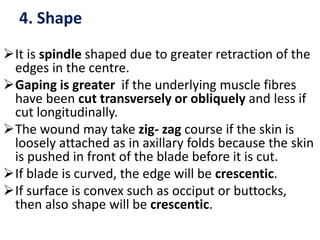 4. Shape
It is spindle shaped due to greater retraction of the
edges in the centre.
Gaping is greater if the underlying muscle fibres
have been cut transversely or obliquely and less if
cut longitudinally.
The wound may take zig- zag course if the skin is
loosely attached as in axillary folds because the skin
is pushed in front of the blade before it is cut.
If blade is curved, the edge will be crescentic.
If surface is convex such as occiput or buttocks,
then also shape will be crescentic.
 