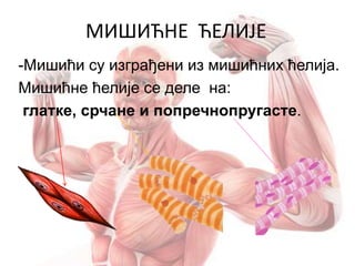 МИШИЋНЕ ЋЕЛИЈЕ
-Мишићи су изграђени из мишићних ћелија.
Мишићне ћелије се деле на:
глатке, срчане и попречнопругасте.
 