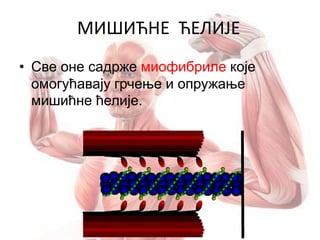 • Све оне садрже миофибриле којe
омогућавају грчење и опружање
мишићне ћелије.
МИШИЋНЕ ЋЕЛИЈЕ
 