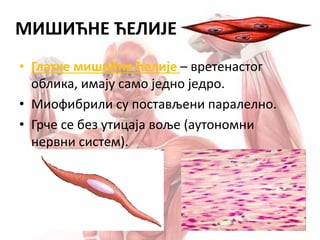 МИШИЋНЕ ЋЕЛИЈЕ
• Глатке мишићне ћелије – вретенастог
облика, имају само једно једро.
• Миофибрили су постављени паралелно.
• Грче се без утицаја воље (аутономни
нервни систем).
 